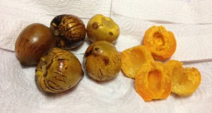 found mainly around Cali (and some parts of Panama)