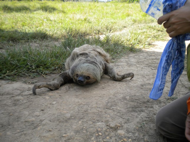 What the heck was it? I didn't know but it looked sick to me..